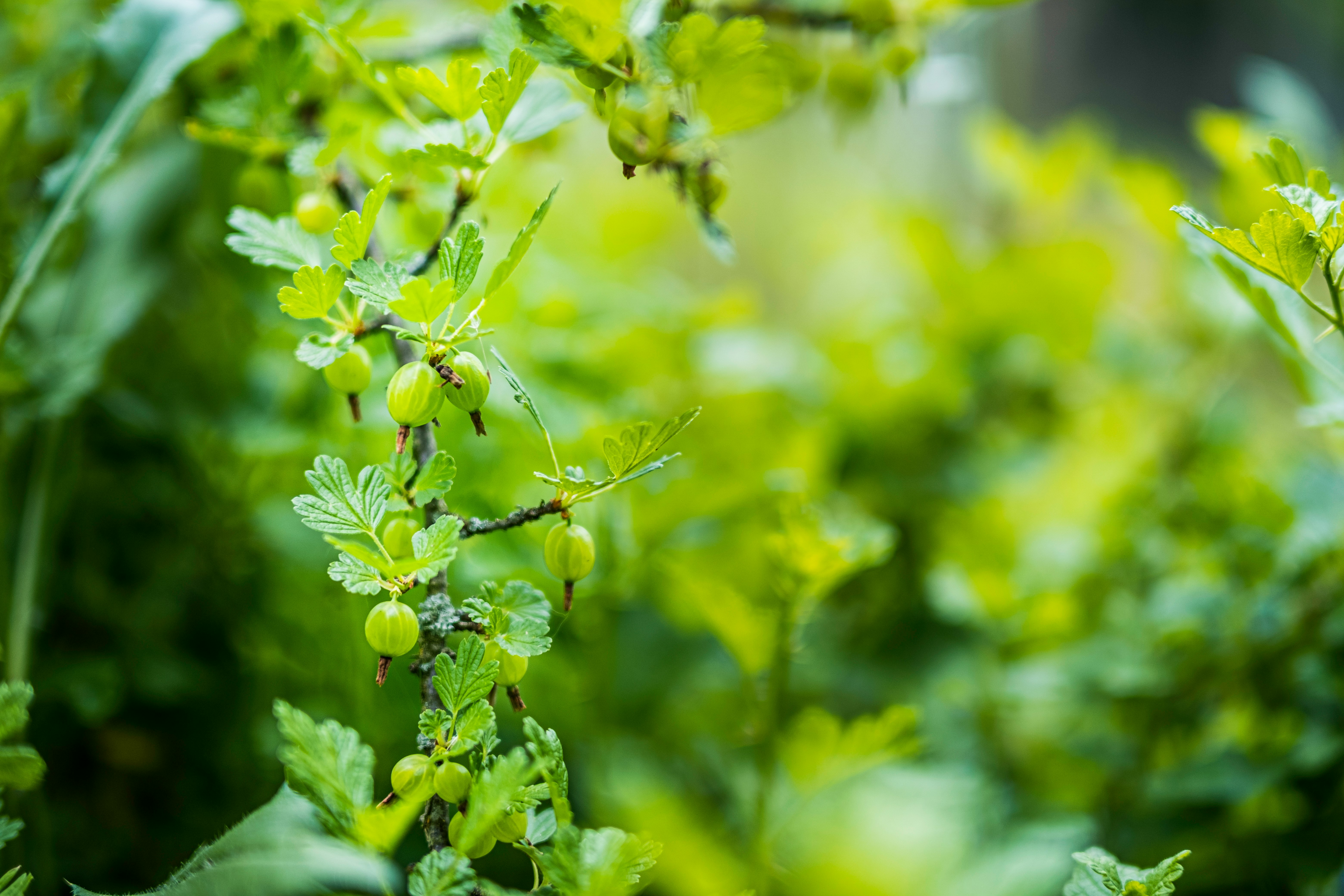 green plant in tilt shift lens